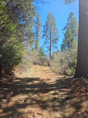 a view of a forest with a tree