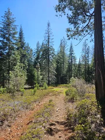 a big yard with trees in the background