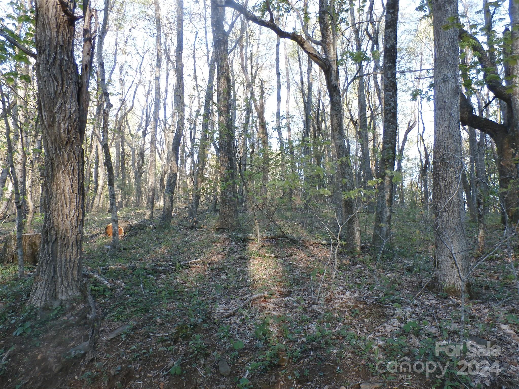 288 Firetower Road Spruce Pine, NC 28777 - Photo 30 of 47 a view of a forest with trees in the background