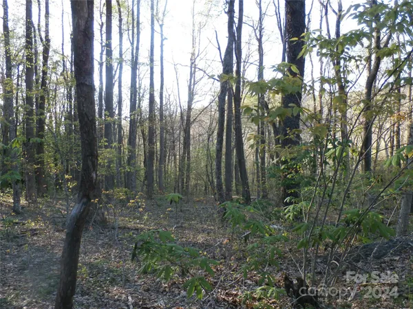 a view of a forest with trees in the background