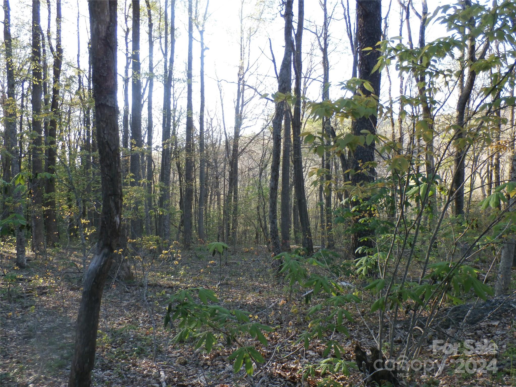 288 Firetower Road Spruce Pine, NC 28777 - Photo 31 of 47 a view of outdoor space and green space