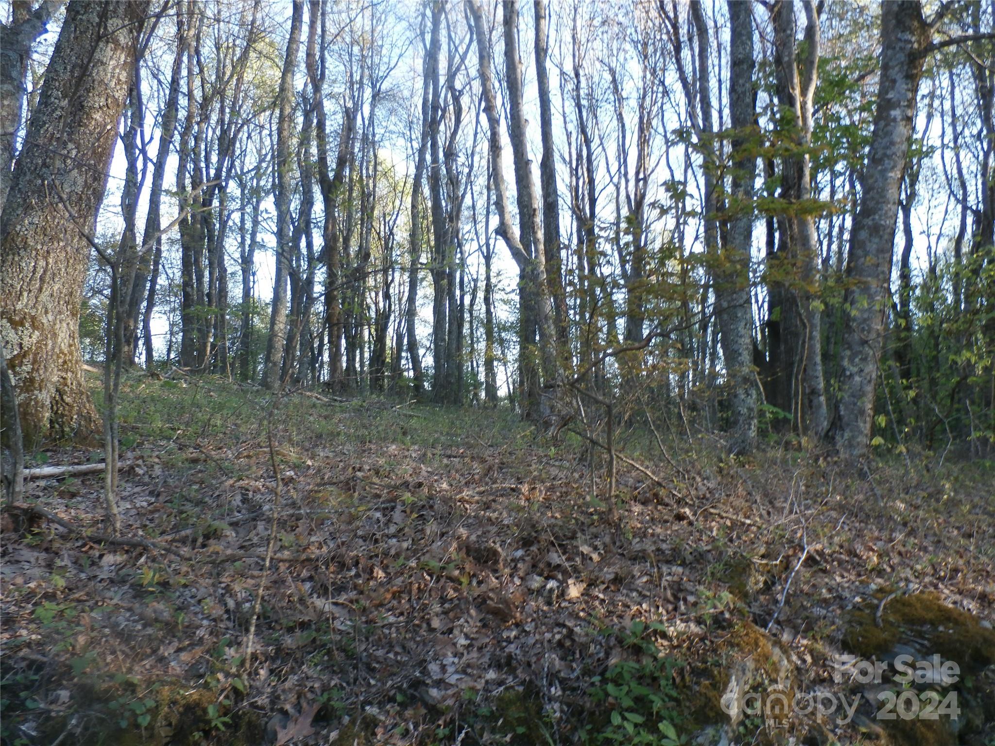 288 Firetower Road Spruce Pine, NC 28777 - Photo 36 of 47 a view of a forest with trees in the background