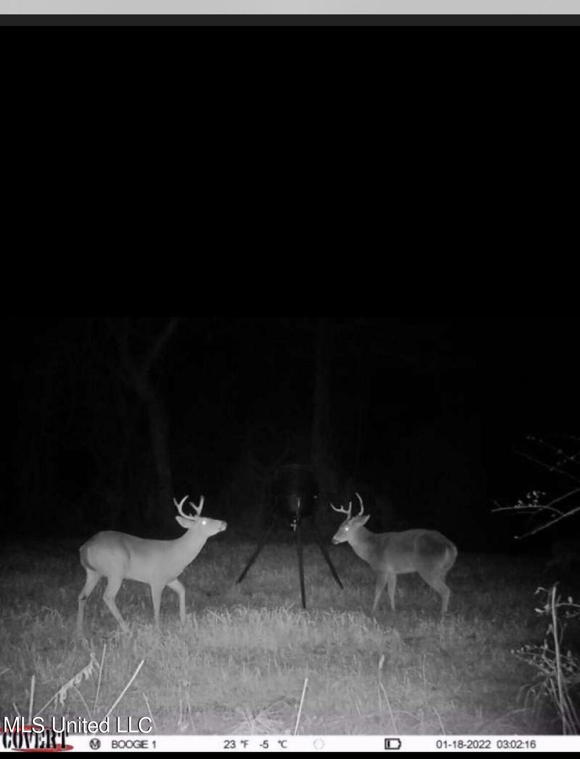 132 Smithburg Road Tylertown, MS 39667 - Photo 54 of 58 2 Deer