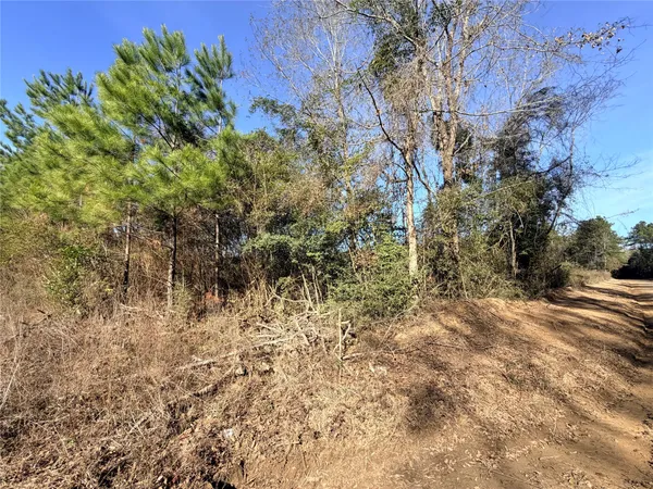 a view of a yard with plants and trees