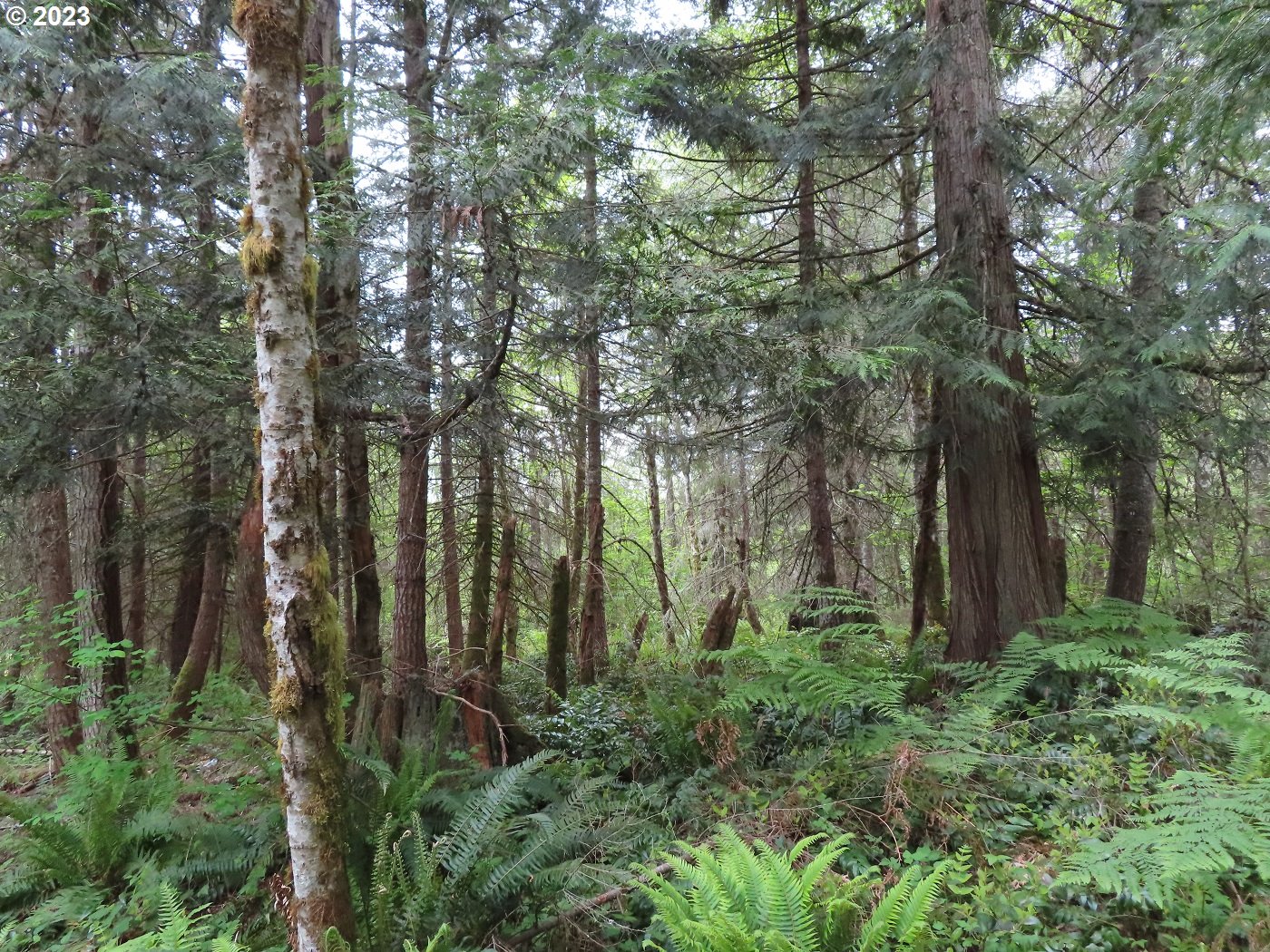 a view of outdoor space and green space