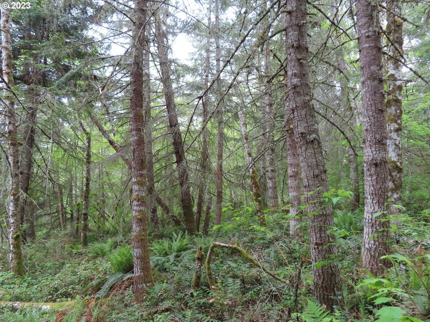 Pilgrim Road East Eatonville, WA 98328 - Photo 11 of 34 a view of a forest with trees