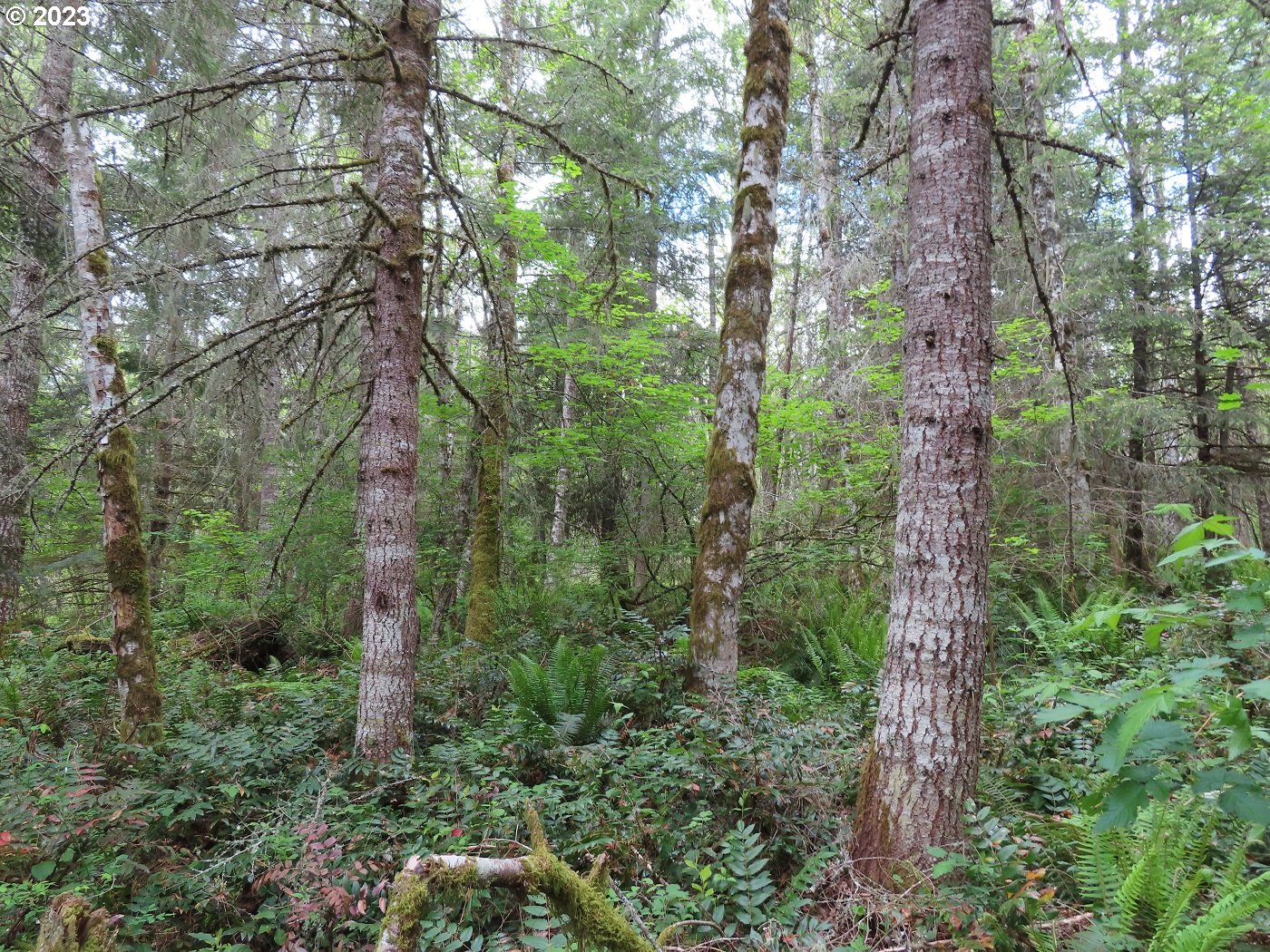 Pilgrim Road East Eatonville, WA 98328 - Photo 12 of 34 a view of a forest with trees