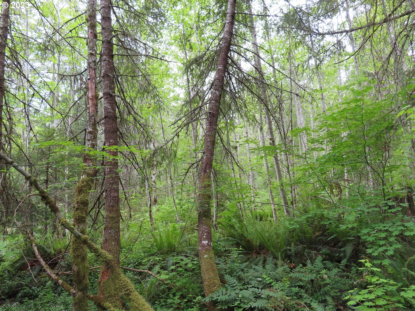 Pilgrim Road East Eatonville, WA 98328 - Photo 14 of 34