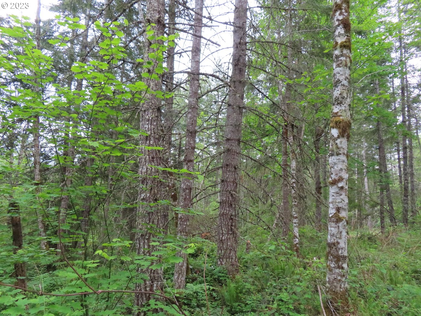 Pilgrim Road East Eatonville, WA 98328 - Photo 15 of 34 a view of a forest with a tree