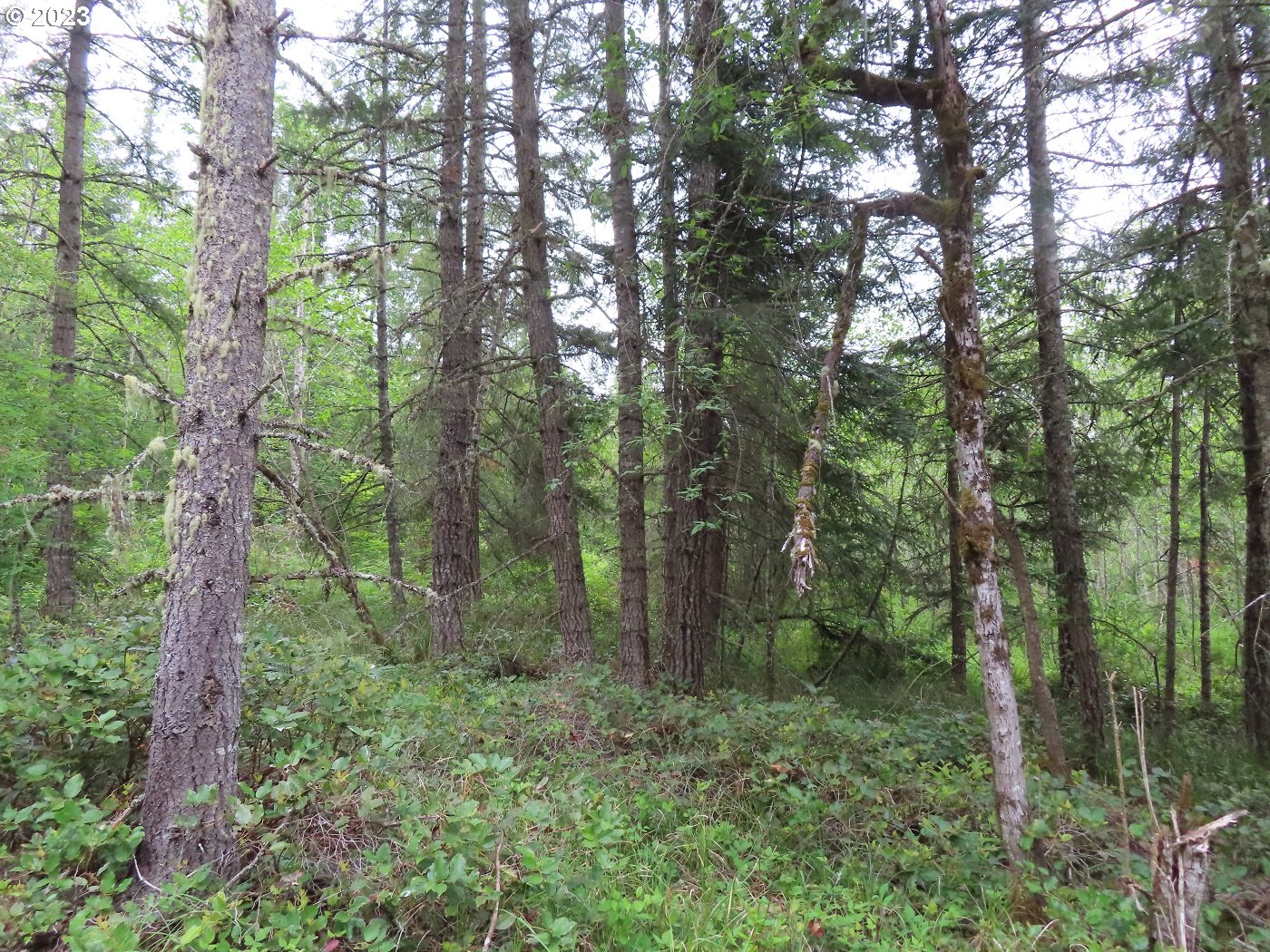 Pilgrim Road East Eatonville, WA 98328 - Photo 16 of 34 a view of a forest with trees