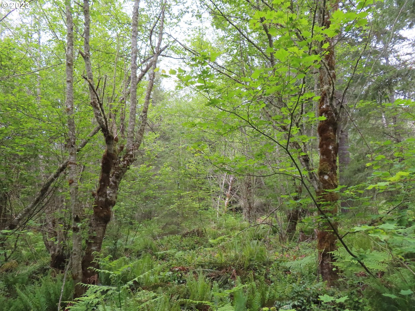 Pilgrim Road East Eatonville, WA 98328 - Photo 17 of 34 a view of a forest