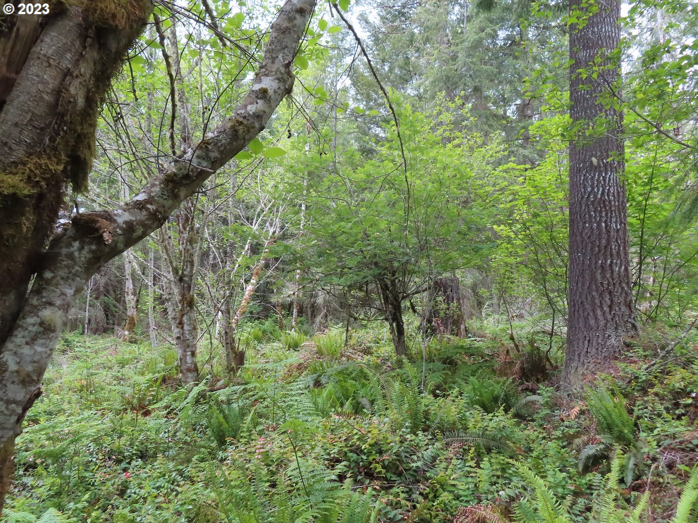 Pilgrim Road East Eatonville, WA 98328 - Photo 18 of 34 a view of a lush green forest