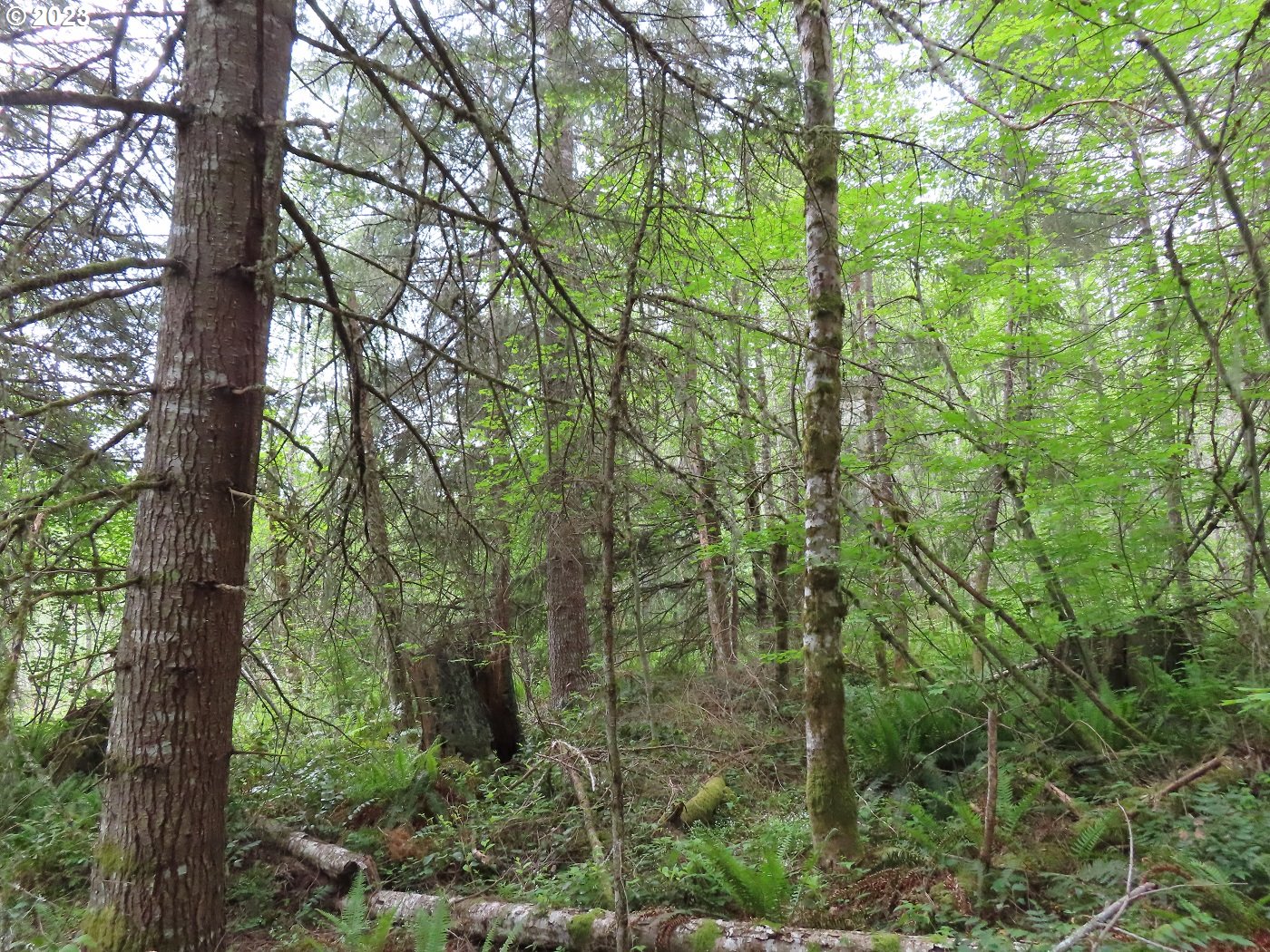 Pilgrim Road East Eatonville, WA 98328 - Photo 19 of 34 a view of a trees in a forest