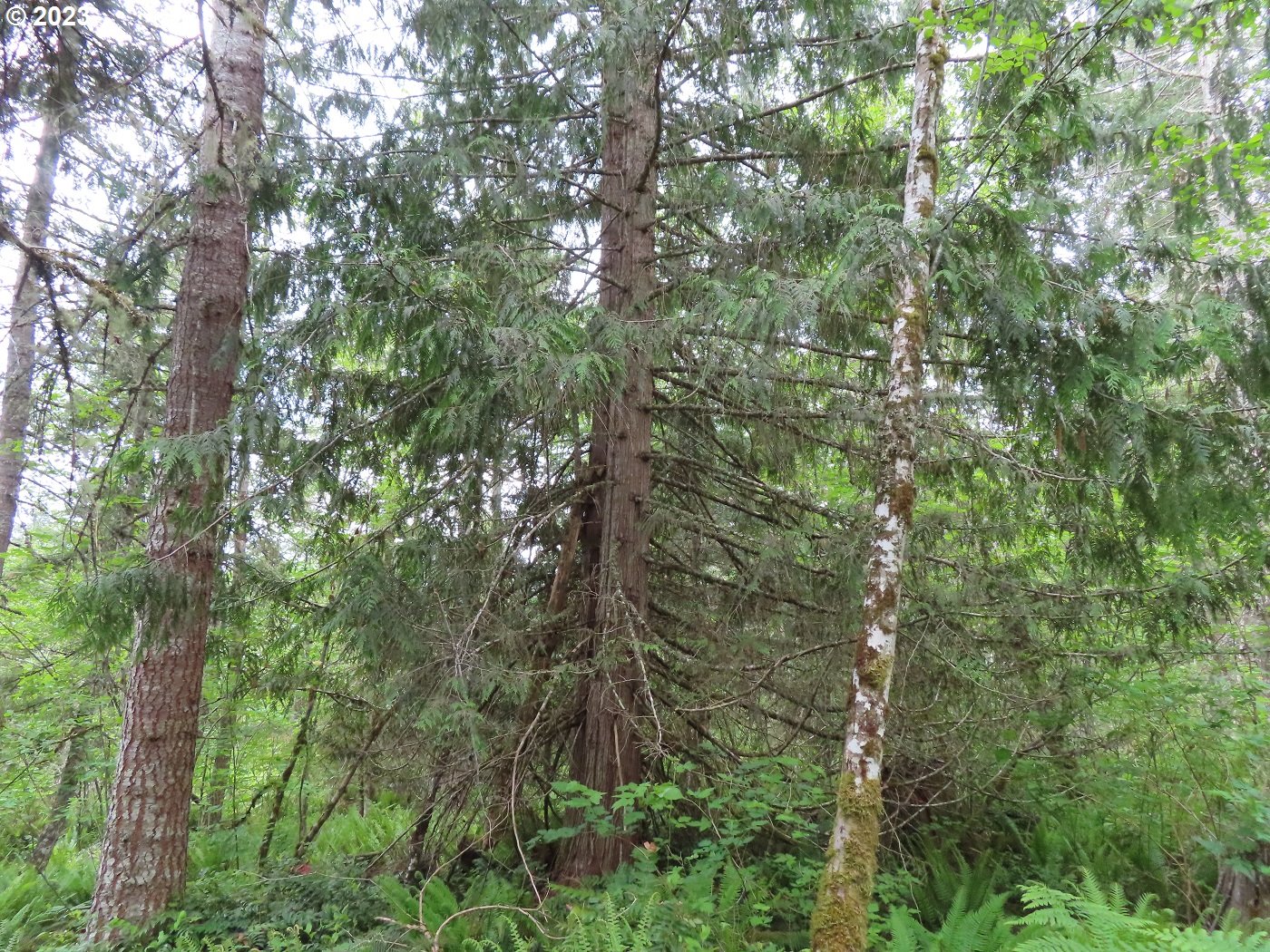 Pilgrim Road East Eatonville, WA 98328 - Photo 20 of 34 a view of a tree in a forest