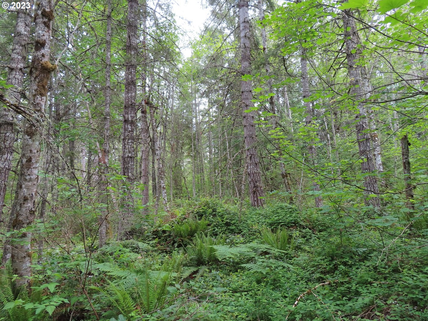Pilgrim Road East Eatonville, WA 98328 - Photo 2 of 34 a view of a lush green forest