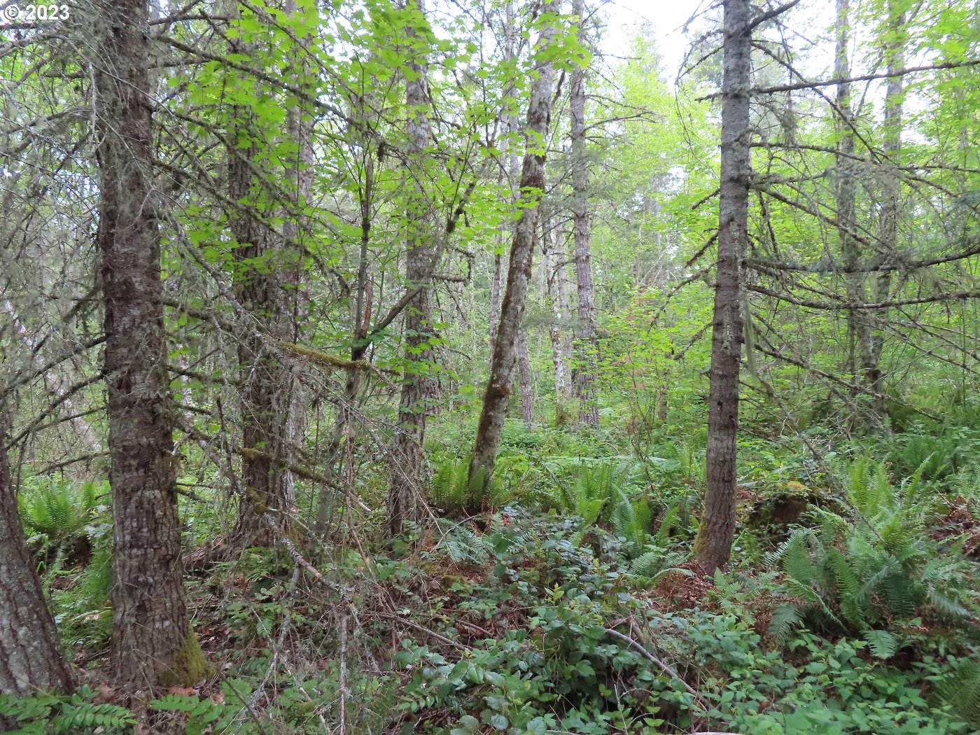 Pilgrim Road East Eatonville, WA 98328 - Photo 21 of 34 a view of forest