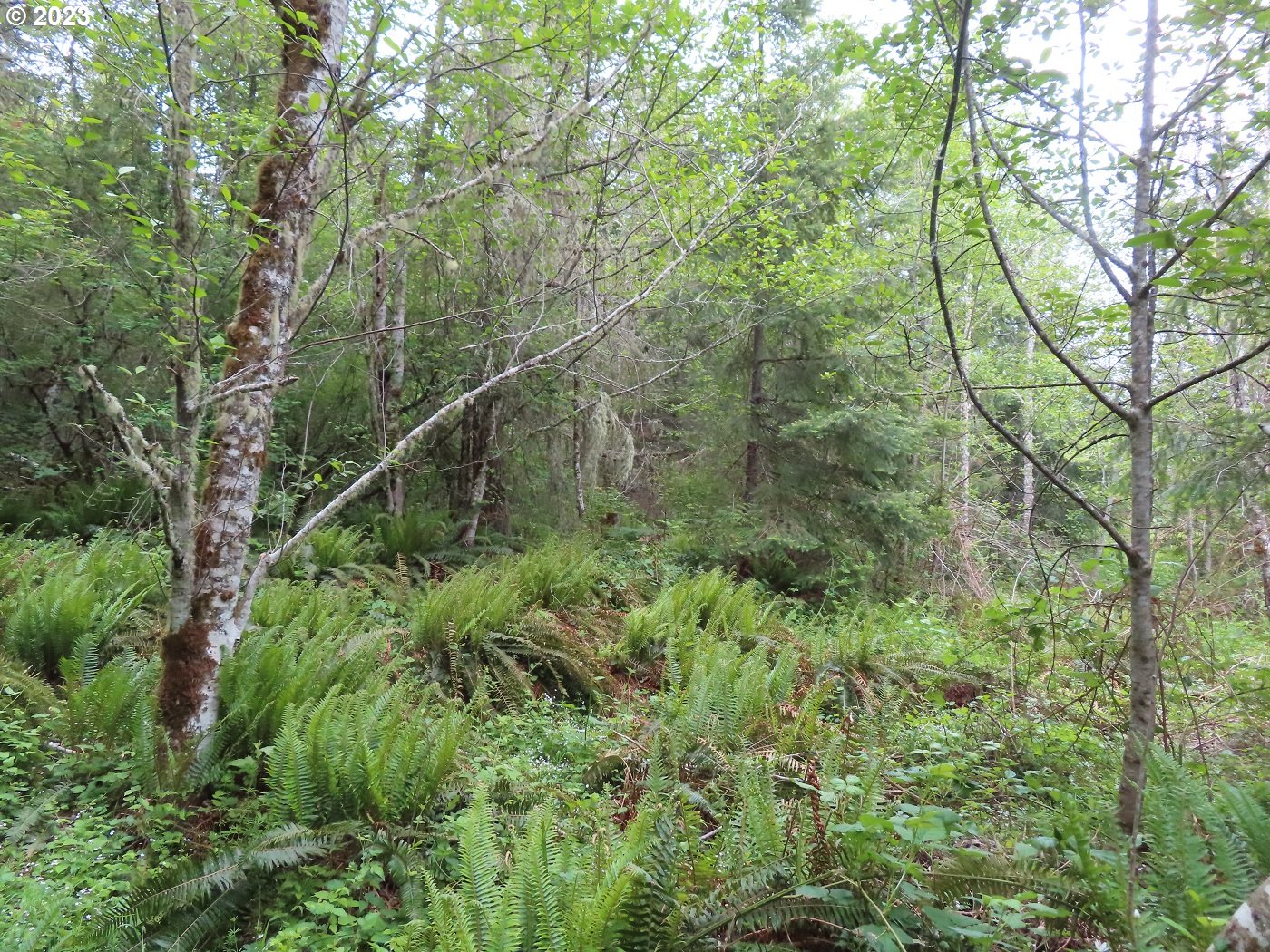 Pilgrim Road East Eatonville, WA 98328 - Photo 22 of 34 a view of a lush green forest