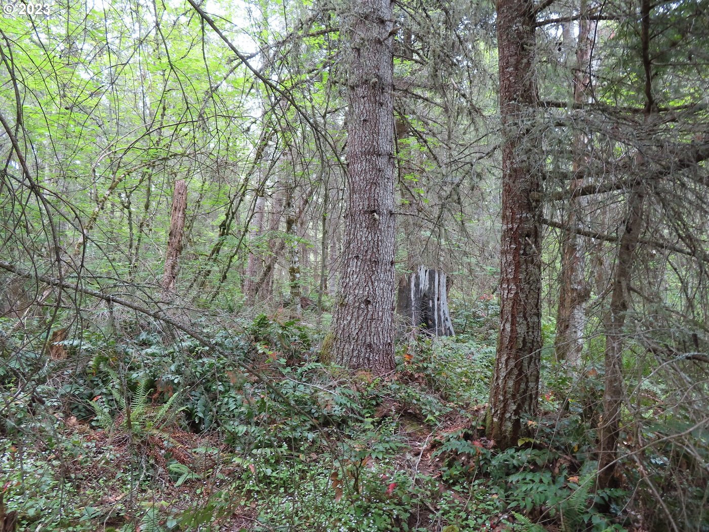 Pilgrim Road East Eatonville, WA 98328 - Photo 23 of 34 a view of a forest with lots of trees