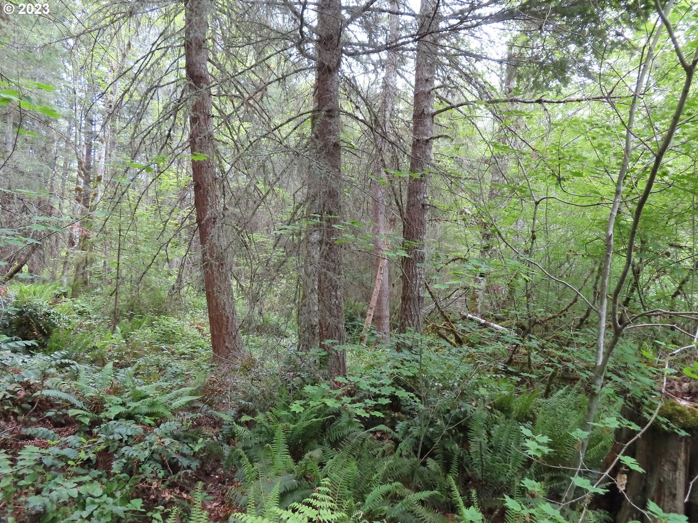 Pilgrim Road East Eatonville, WA 98328 - Photo 24 of 34 a view of a forest with trees