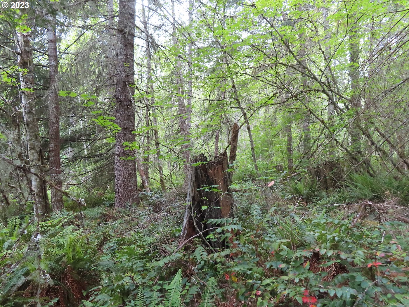 Pilgrim Road East Eatonville, WA 98328 - Photo 25 of 34 a green field with lots of trees in it