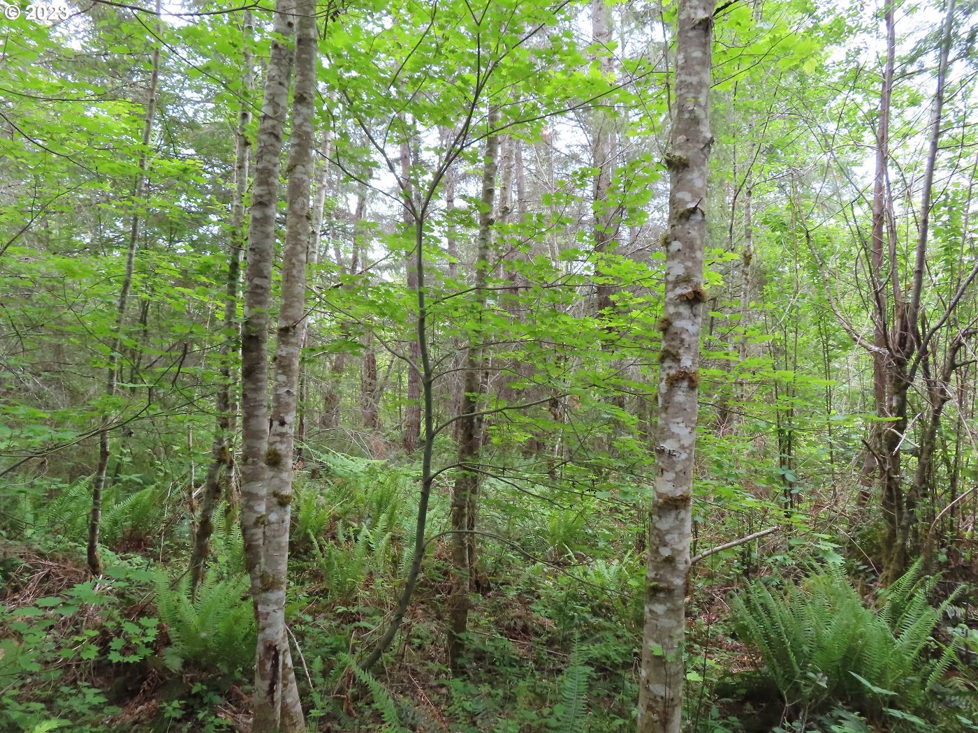 Pilgrim Road East Eatonville, WA 98328 - Photo 26 of 34 a view of a forest