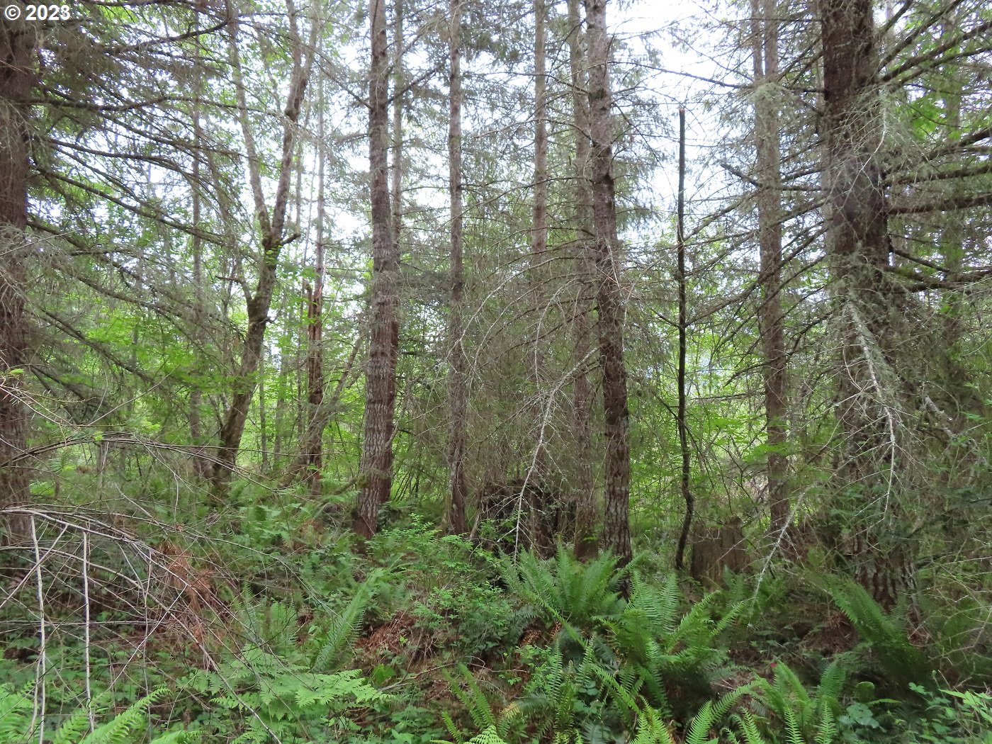 Pilgrim Road East Eatonville, WA 98328 - Photo 27 of 34 a view of forest