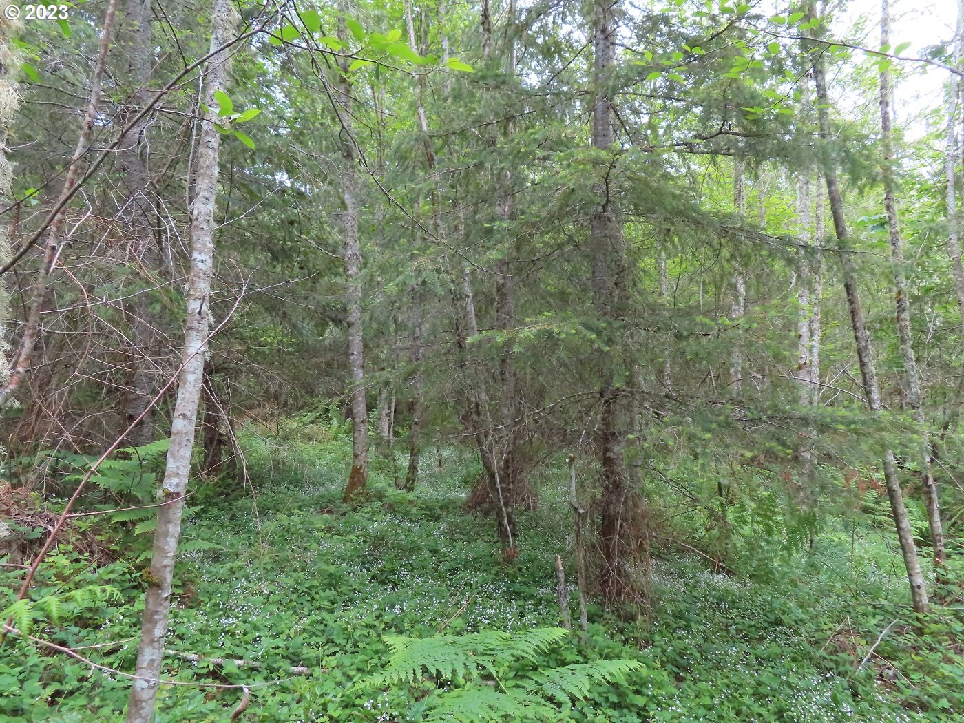 Pilgrim Road East Eatonville, WA 98328 - Photo 28 of 34 a view of a lush green forest