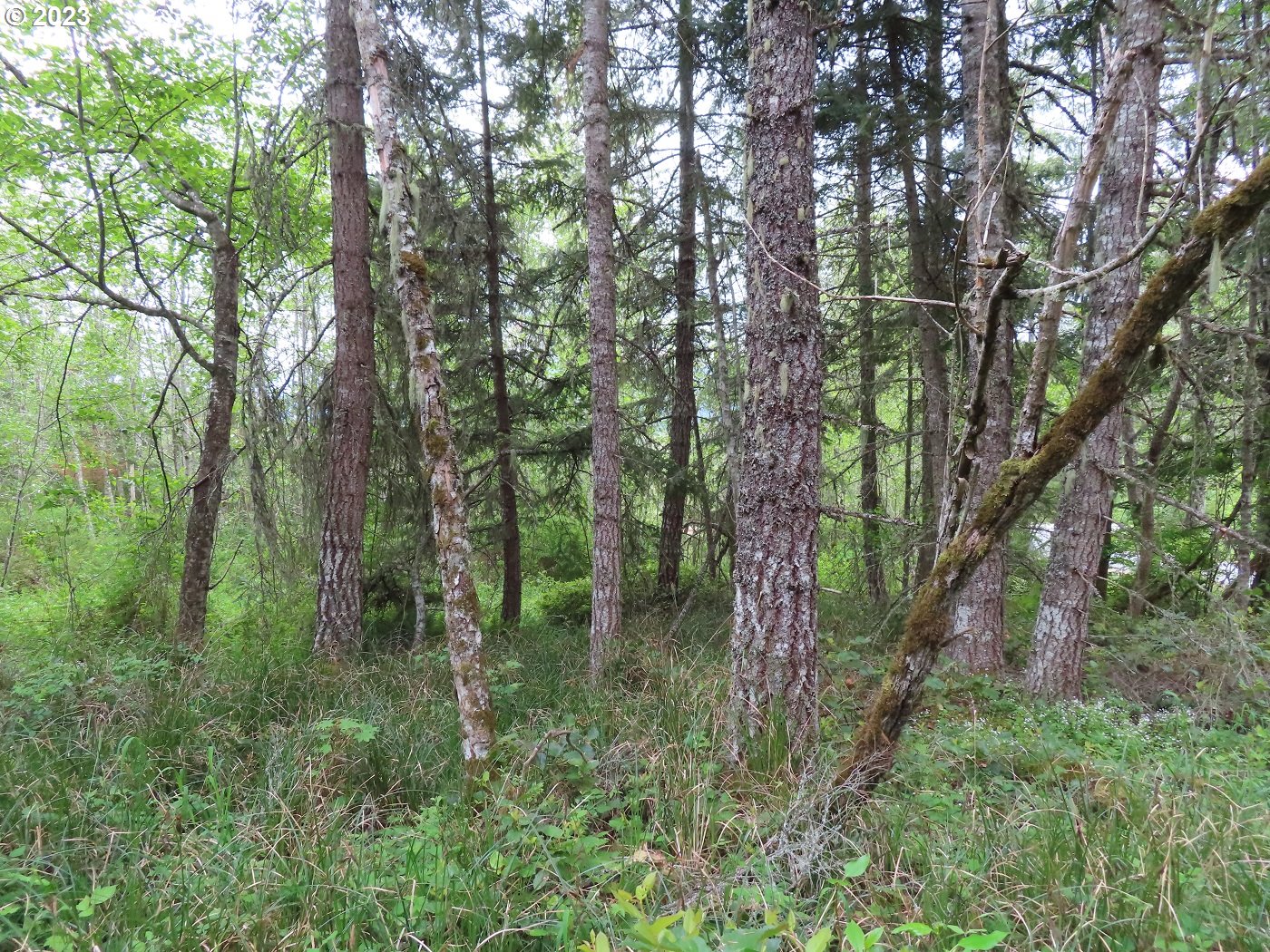 Pilgrim Road East Eatonville, WA 98328 - Photo 29 of 34 a view of forest