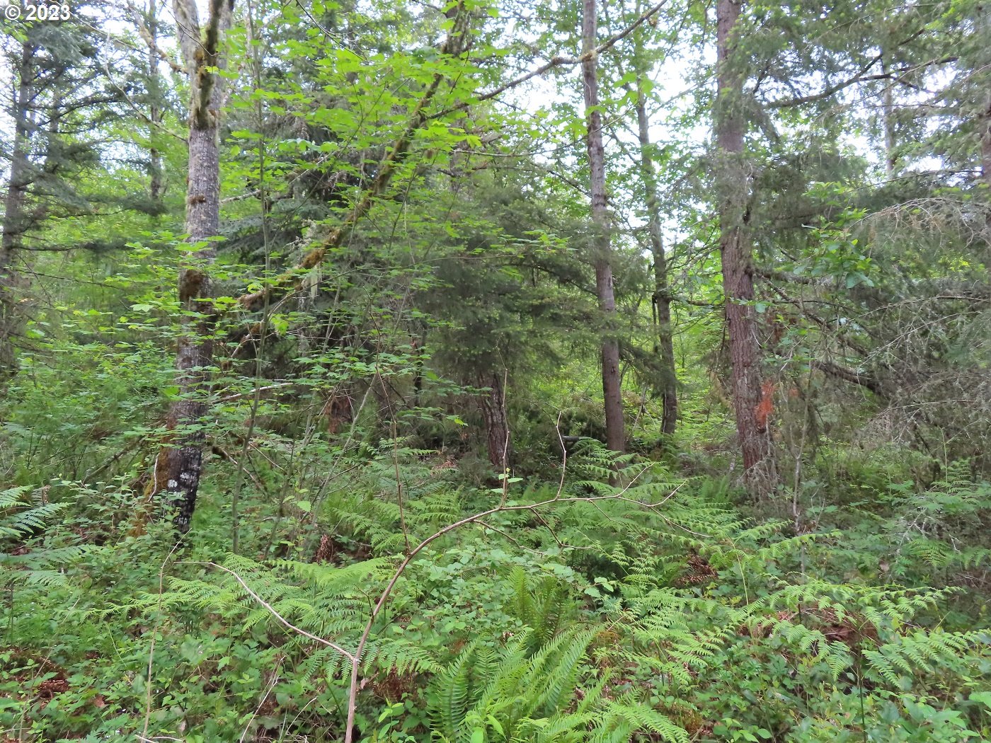 Pilgrim Road East Eatonville, WA 98328 - Photo 4 of 34