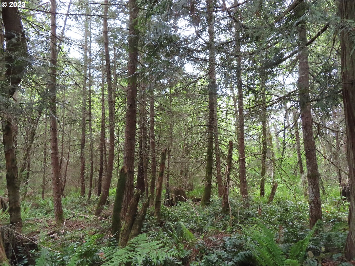 Pilgrim Road East Eatonville, WA 98328 - Photo 5 of 34 a view of outdoor space and green space