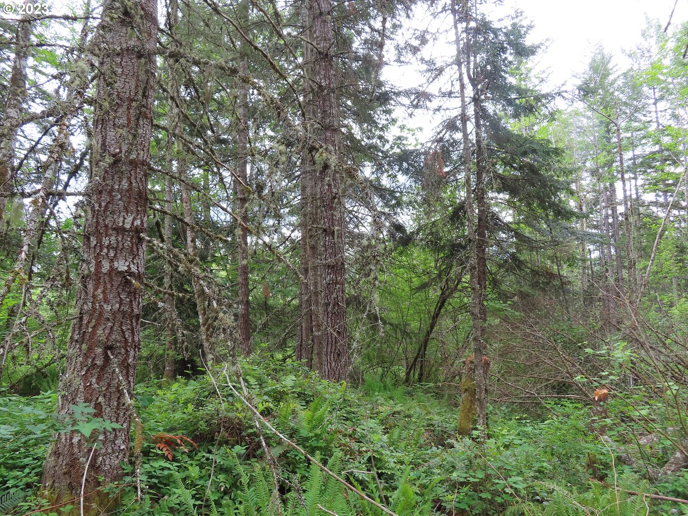 Pilgrim Road East Eatonville, WA 98328 - Photo 6 of 34 a view of forest