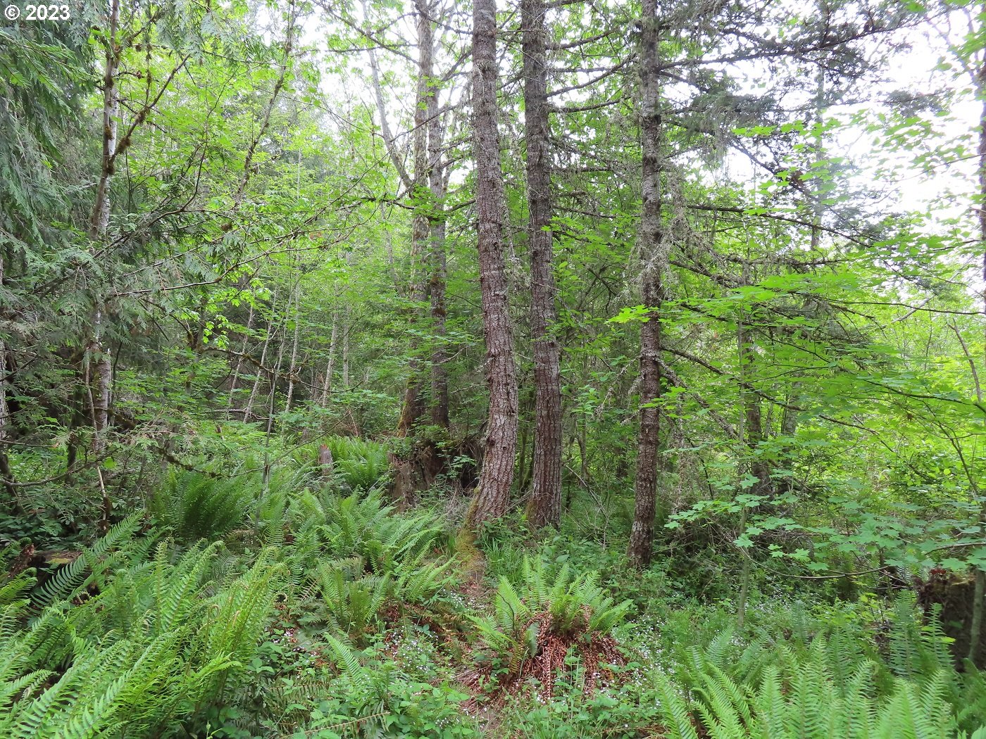 Pilgrim Road East Eatonville, WA 98328 - Photo 7 of 34 a view of a lush green forest