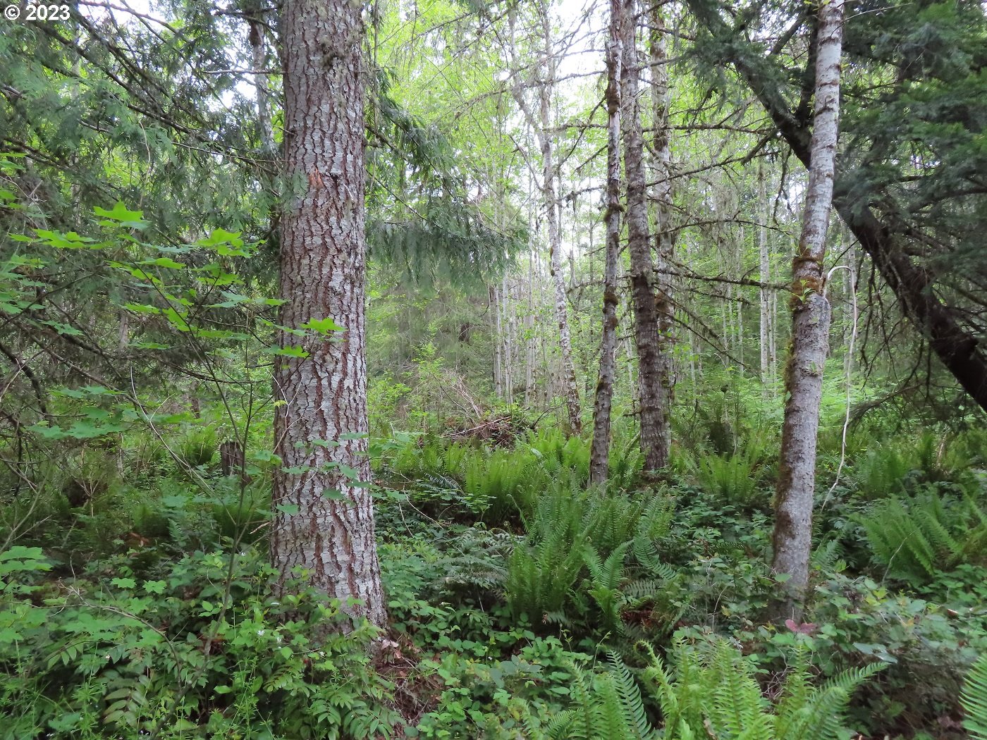 Pilgrim Road East Eatonville, WA 98328 - Photo 8 of 34 a aerial view of a houses with trees