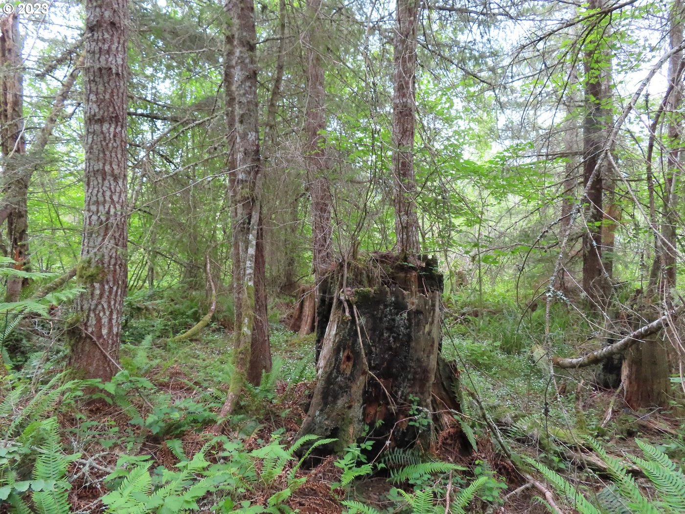 Pilgrim Road East Eatonville, WA 98328 - Photo 9 of 34 a view of a forest with trees