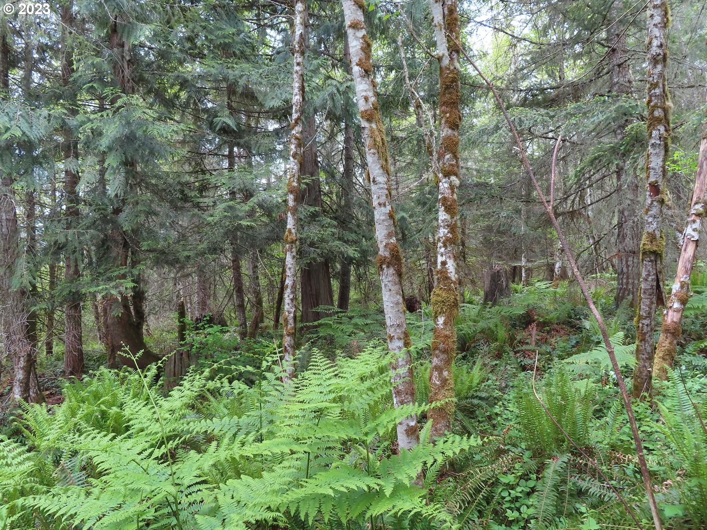 Pilgrim Road East Eatonville, WA 98328 - Photo 10 of 34 a green field with lots of trees