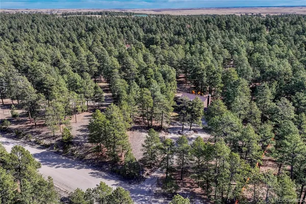 a view of a forest with a street