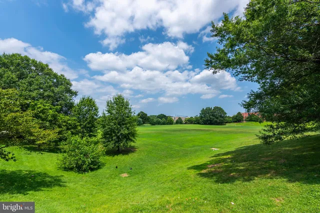 a view of a big yard with a large tree