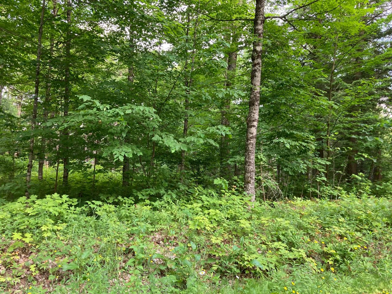 6245 Bambiland Road Mercer, WI 54547 - Photo 8 of 11 Gallery Image 8