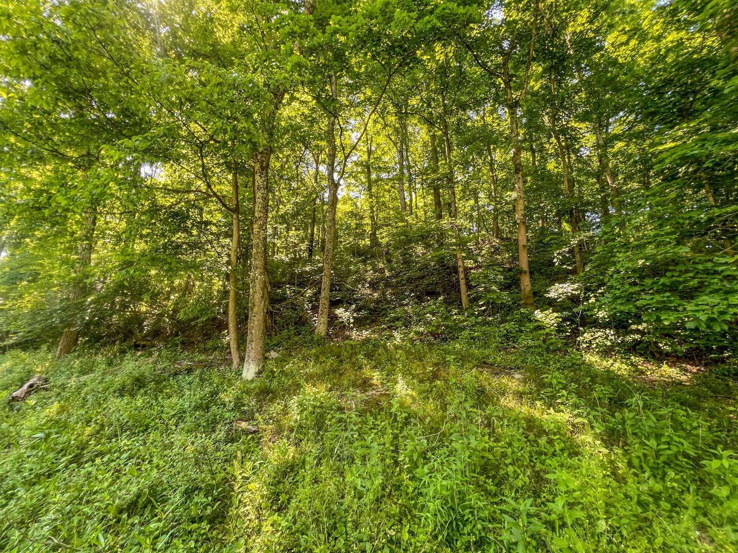 0 Rush Run Road Rayland, OH 43943 - Photo 18 of 24