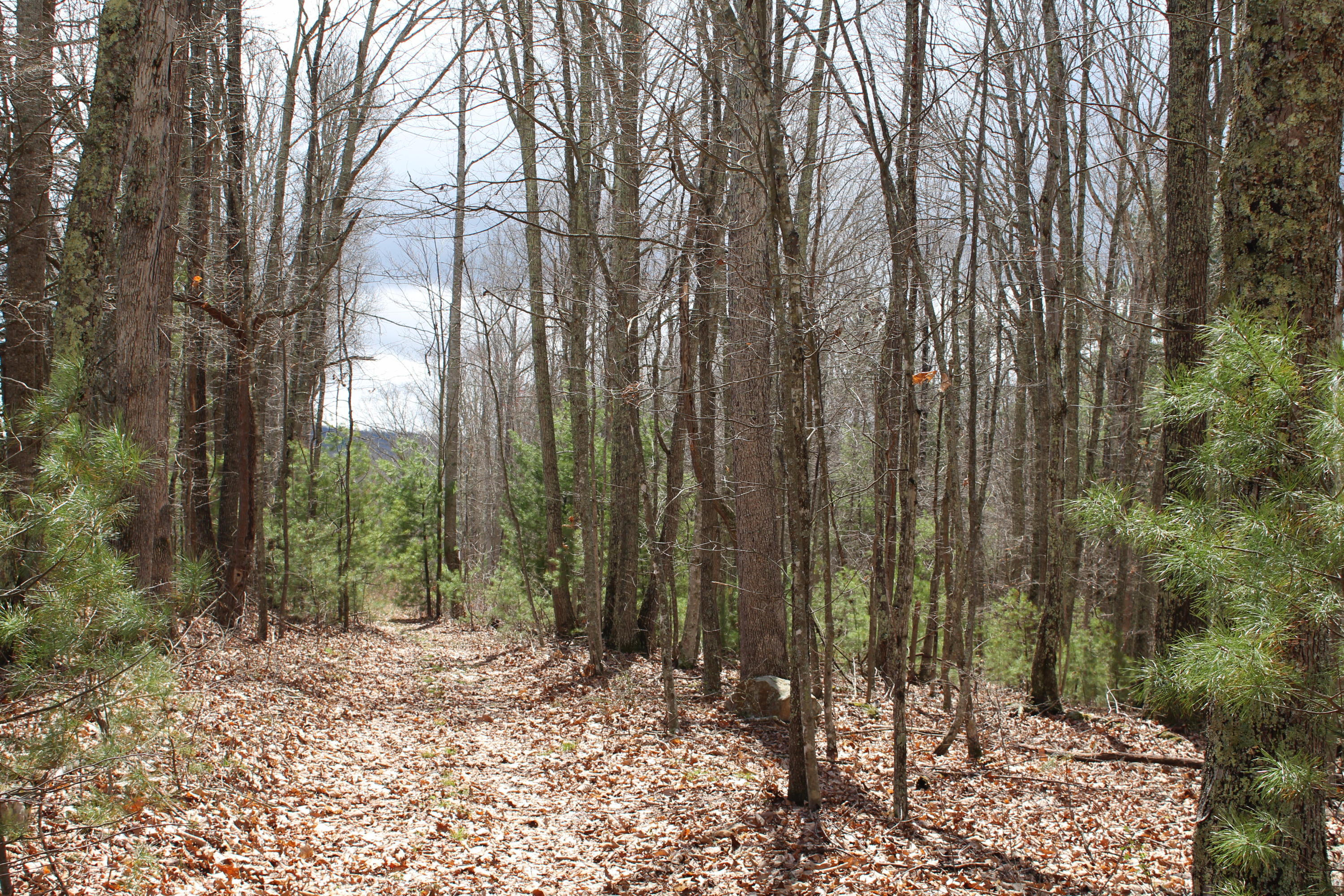 War Ridge Road Ballard, WV 24918 - Photo 1 of 7 Gallery Image 1