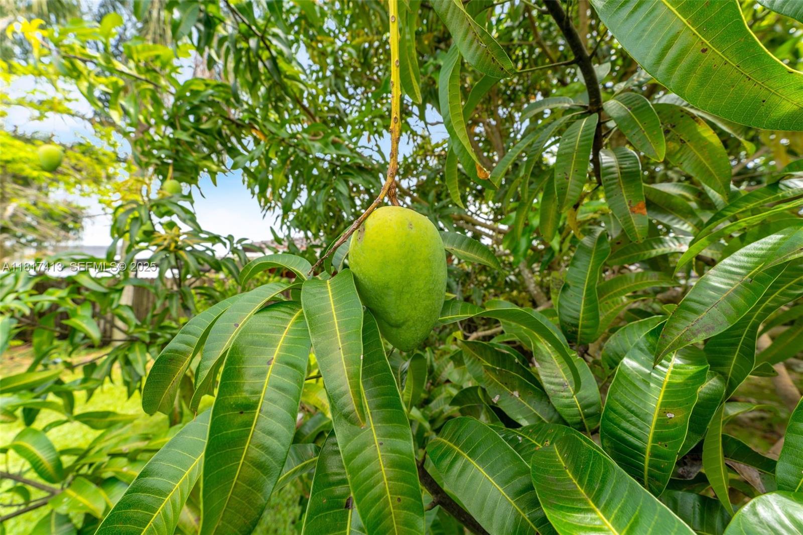 16040 Southwest 287th Street Homestead, FL 33033 - Photo 24 of 48 a view of a garden