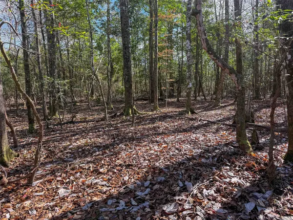 a view of a forest with trees in the background