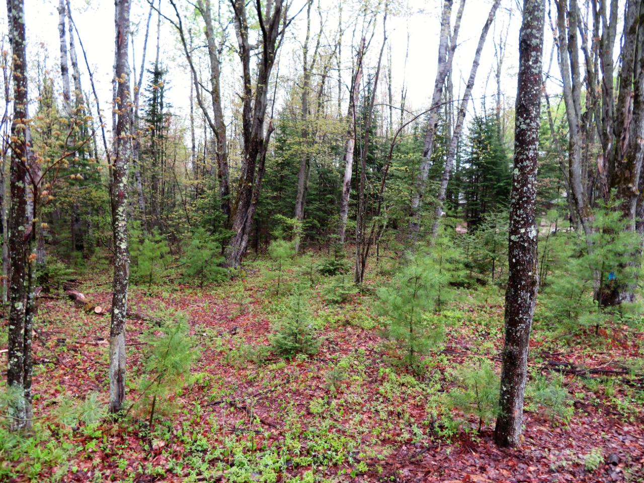 5700 Breezy Pine Road Rhinelander, WI 54501 - Photo 14 of 16 Gallery Image 14