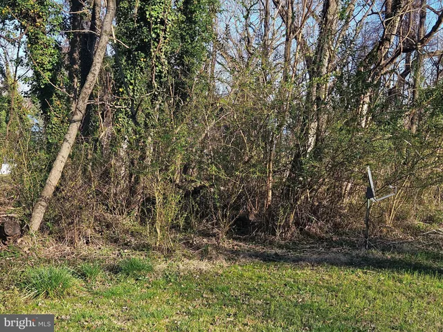 a view of a yard with large trees