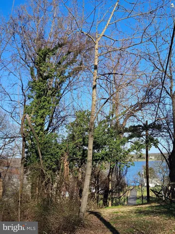 a view of a yard with plants and trees