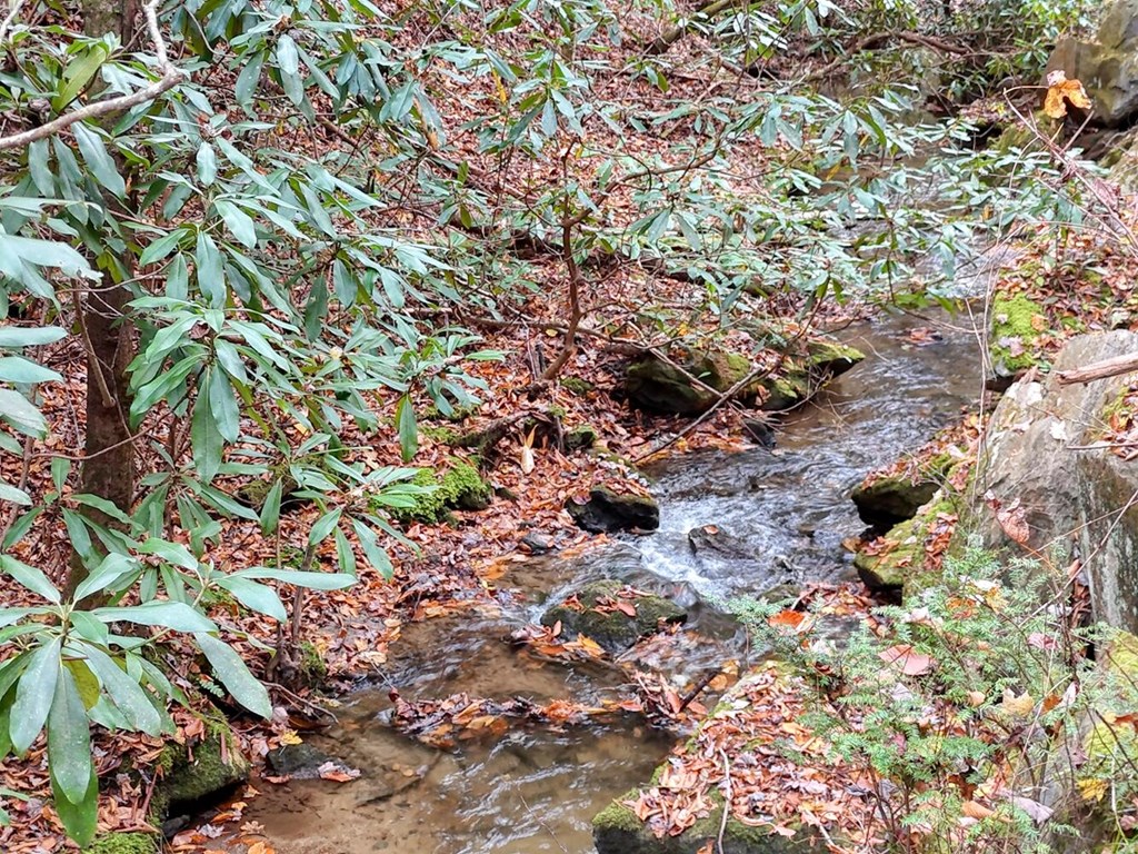 135.49-ac Webb Creek Road Andrews, NC 28901 - Photo 13 of 28 a picture of tree