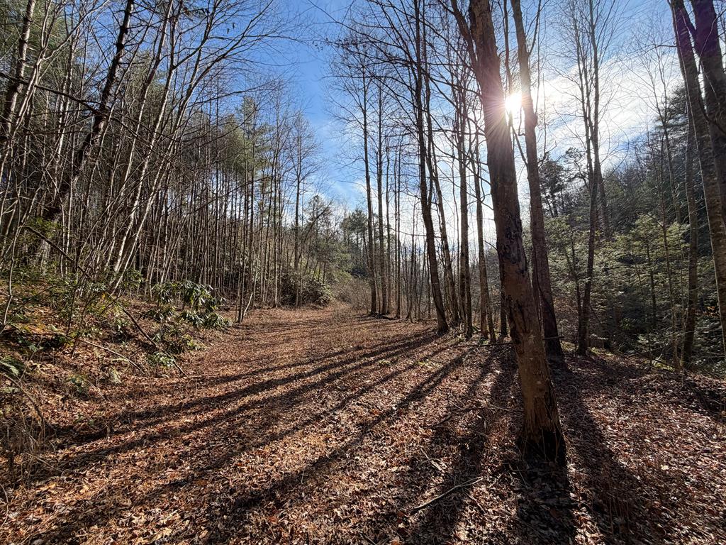 135.49-ac Webb Creek Road Andrews, NC 28901 - Photo 22 of 28 a view of a yard with lots of trees