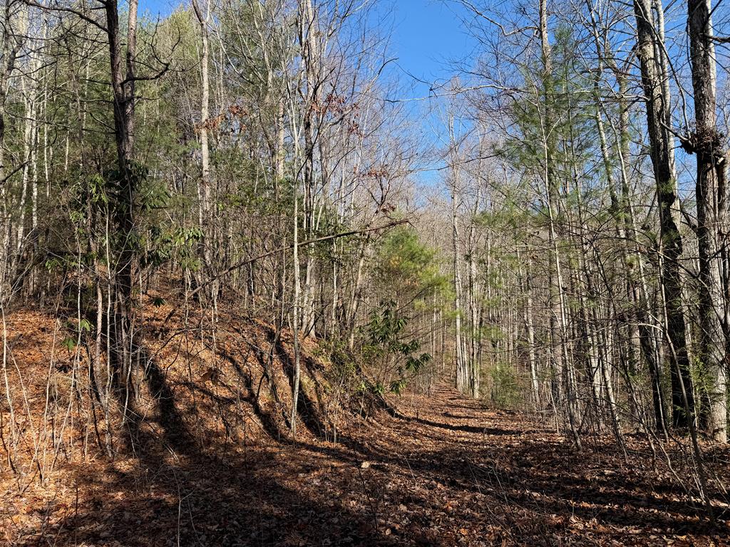 135.49-ac Webb Creek Road Andrews, NC 28901 - Photo 25 of 28 a view of fountain in middle of the forest
