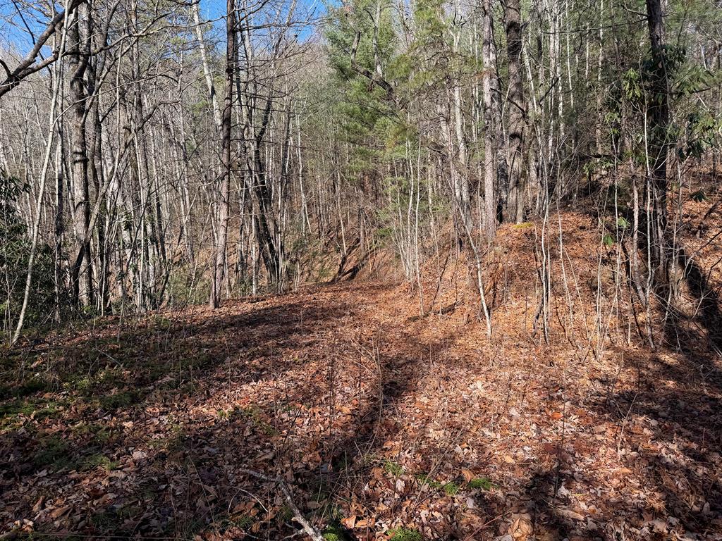135.49-ac Webb Creek Road Andrews, NC 28901 - Photo 26 of 28 a view of a yard with a tree