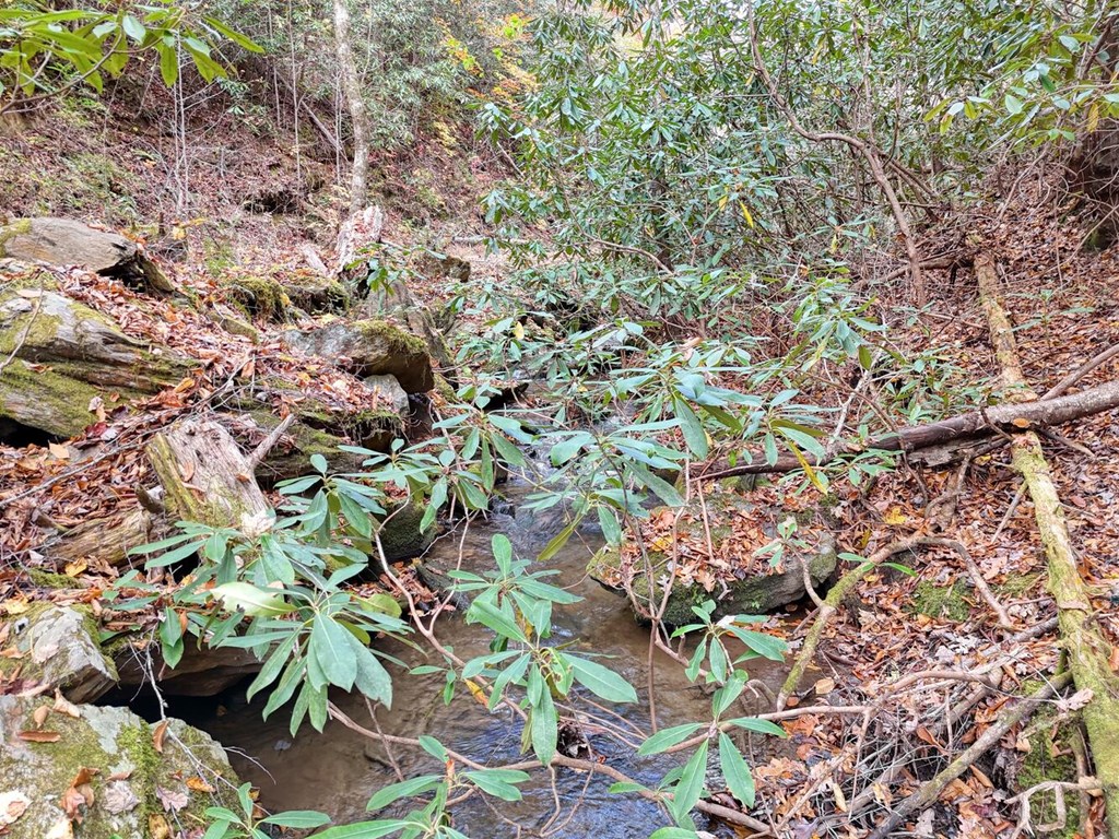 135.49-ac Webb Creek Road Andrews, NC 28901 - Photo 7 of 28 a picture of a tree